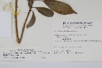 臺灣樹參藏品圖，第2張