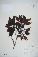 高山莢迷藏品圖，第1張