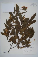 阿里山千金榆藏品圖，第1張