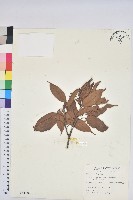 赤柯、赤椆、森氏櫟藏品圖，第1張
