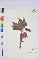 赤柯、赤椆、森氏櫟藏品圖，第1張