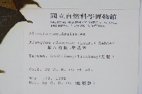 華八角楓藏品圖，第2張