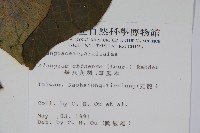 華八角楓藏品圖，第2張