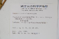 小刺山柑藏品圖，第2張