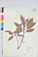 青剛櫟、鐵椆藏品圖，第1張