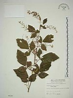 波葉山螞蝗藏品圖，第1張