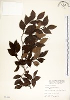 內苳子藏品圖，第1張