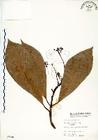 大葉楠藏品圖，第1張