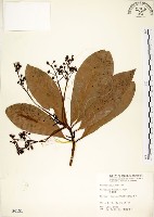 大葉楠藏品圖，第1張