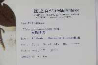 刻脈冬青藏品圖，第2張