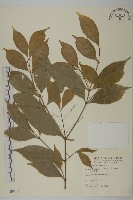 大丁黃藏品圖，第1張