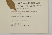 大丁黃藏品圖，第2張