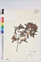 紅毛杜鵑藏品圖，第1張