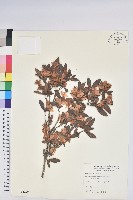 紅毛杜鵑藏品圖，第1張