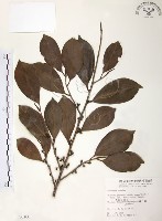 森氏紅淡比藏品圖，第1張