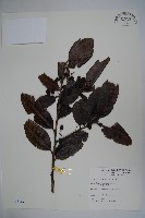 忍冬葉冬青藏品圖，第1張