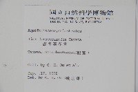 忍冬葉冬青藏品圖，第2張