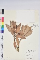 臺灣杜鵑藏品圖，第1張