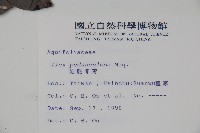 刻脈冬青藏品圖，第2張