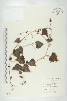 黑果馬交兒藏品圖，第1張