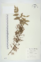 臺灣馬桑藏品圖，第1張