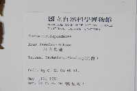 大屯尖葉槭, 川上氏槭藏品圖，第2張