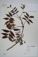 黃連木、爛心木藏品圖，第1張