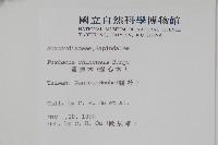 黃連木、爛心木藏品圖，第2張