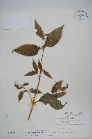 日本牛膝藏品圖，第1張