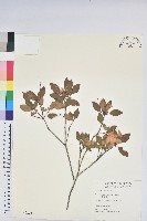 馬銀花藏品圖，第1張