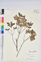 馬銀花藏品圖，第1張