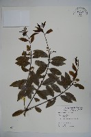 假黃楊藏品圖，第1張