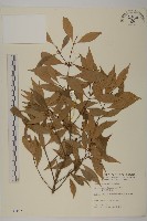 福建賽衛矛、福建假衛矛藏品圖，第1張