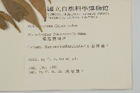 福建賽衛矛、福建假衛矛藏品圖，第2張