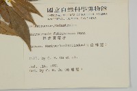 福建賽衛矛、福建假衛矛藏品圖，第2張