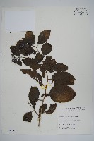 冷飯藤藏品圖，第1張