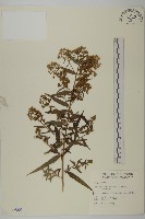 臺灣馬蘭藏品圖，第1張