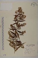 臺灣馬蘭藏品圖，第1張