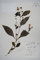 臺灣馬藍藏品圖，第1張