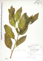 美洲商陸藏品圖，第1張