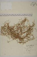 瓜槌草、漆姑草藏品圖，第1張