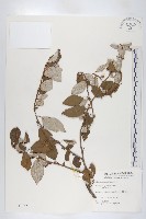 鄧氏胡頹子藏品圖，第1張