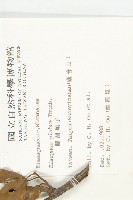 鄧氏胡頹子藏品圖，第2張