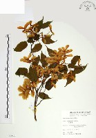 尖葉槭藏品圖，第1張