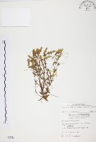 玉山龍膽藏品圖，第1張