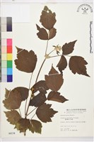 台灣牡丹藤、台灣草牡丹藏品圖，第2張