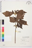 台灣牡丹藤、台灣草牡丹藏品圖，第2張