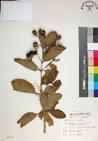 苦林盤藏品圖，第1張