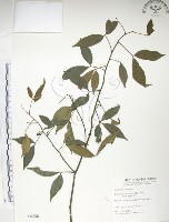 飛龍掌血藏品圖，第1張