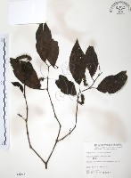 風藤藏品圖，第1張